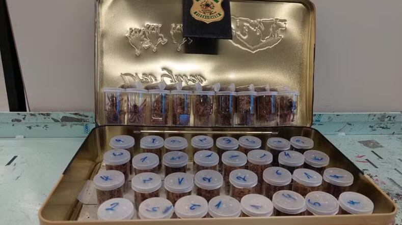 Brasileiro responsável pela bagagem foi multado em R$ 12 mil