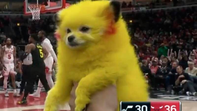 Cachorro pintado como Pikachu