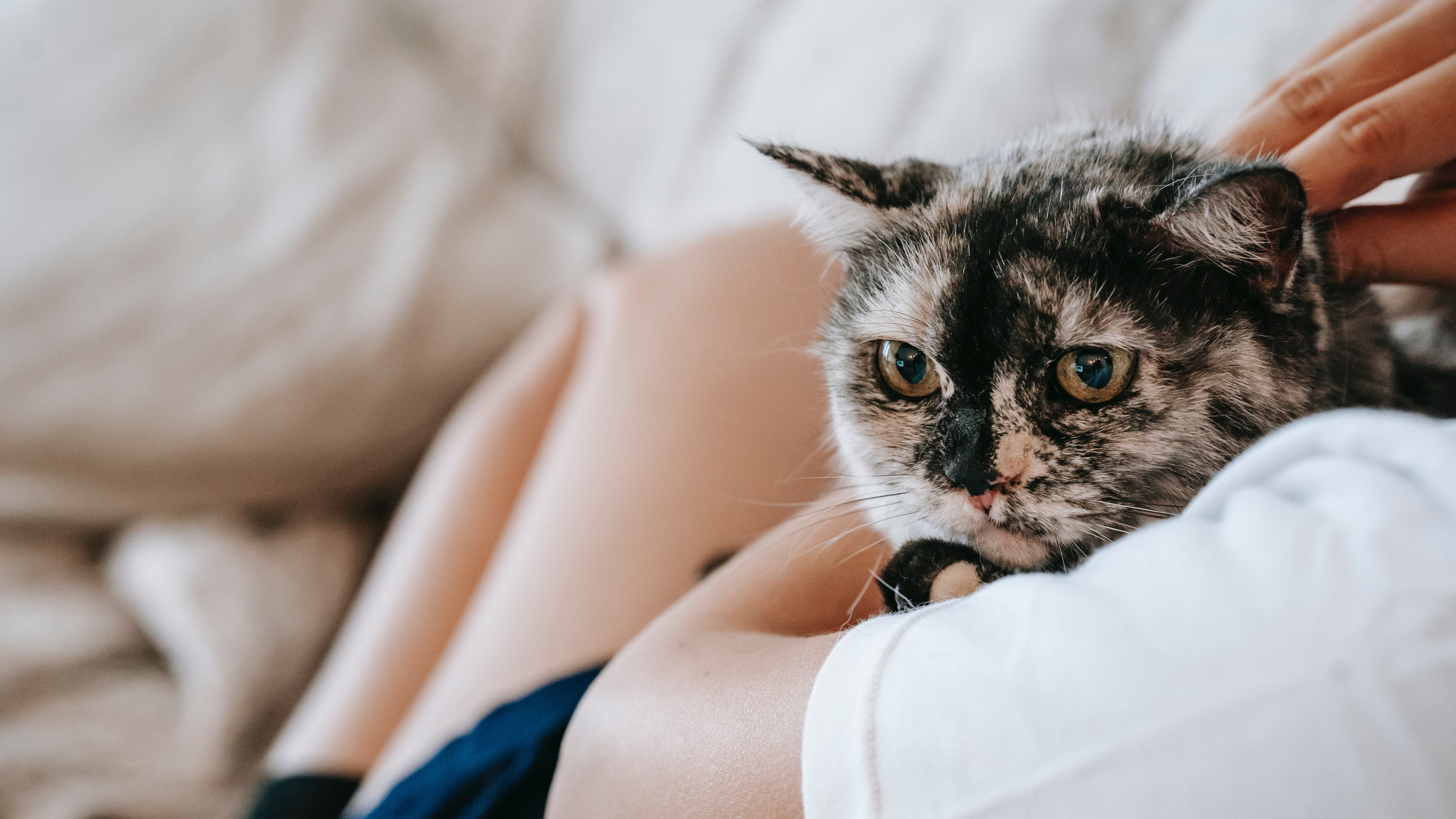 Gato recebendo carinho