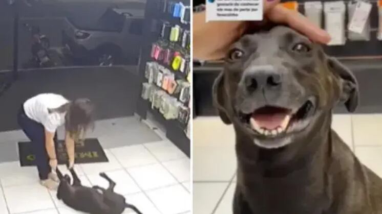 Liço frequenta os bairros da região de Caldas Novas, no sul de Goiás, mas está sumido.