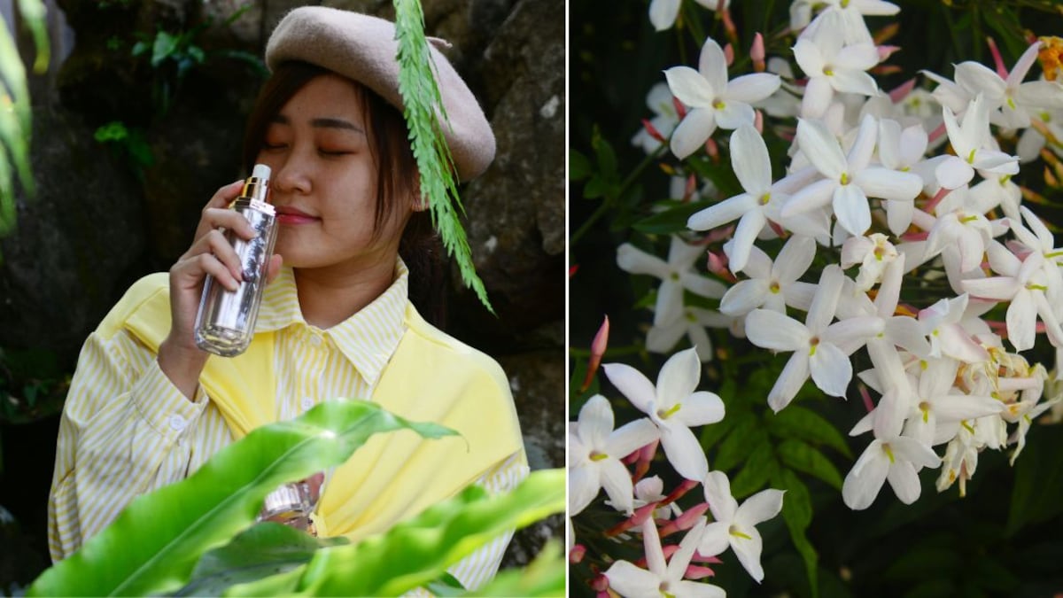 Los perfumes con olor a jazmín son sensuales y atemporales
