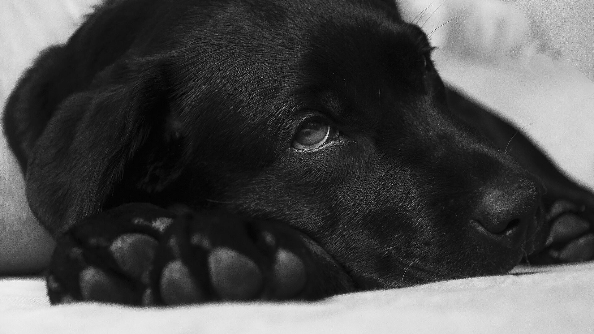 Como identificar se o seu cachorro está com febre?