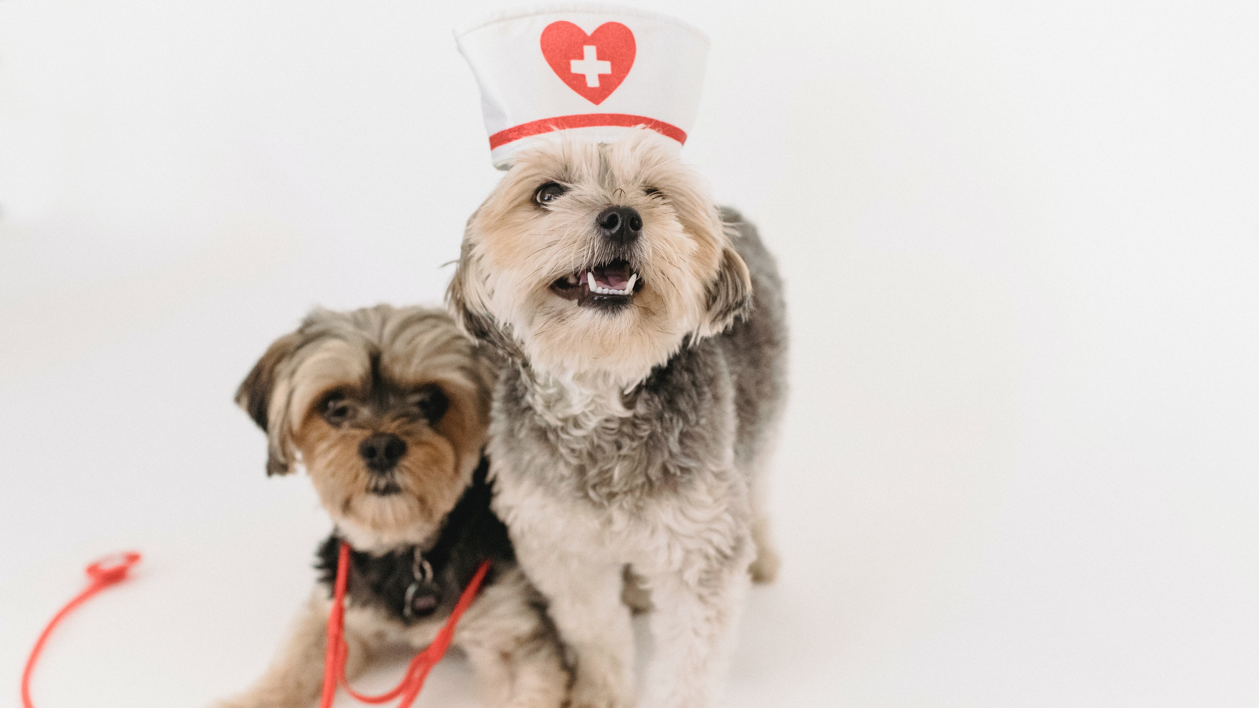 Cachorros com chapéu de emergência e oxímetro