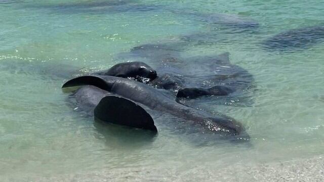 Peixes-boi fazem ‘orgia’ nos Estados Unidos