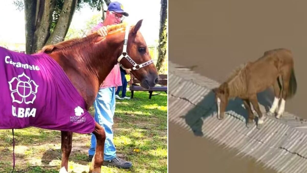 Ele está recuperado e deve ganhar um santuário na Ulbra