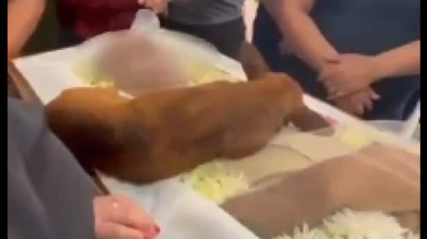 Cachorro não sabia o trajeto até o cemitério.