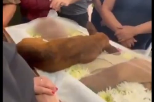 Cachorro caminha 12 km para se despedir do dono em enterro e vídeo comove as redes