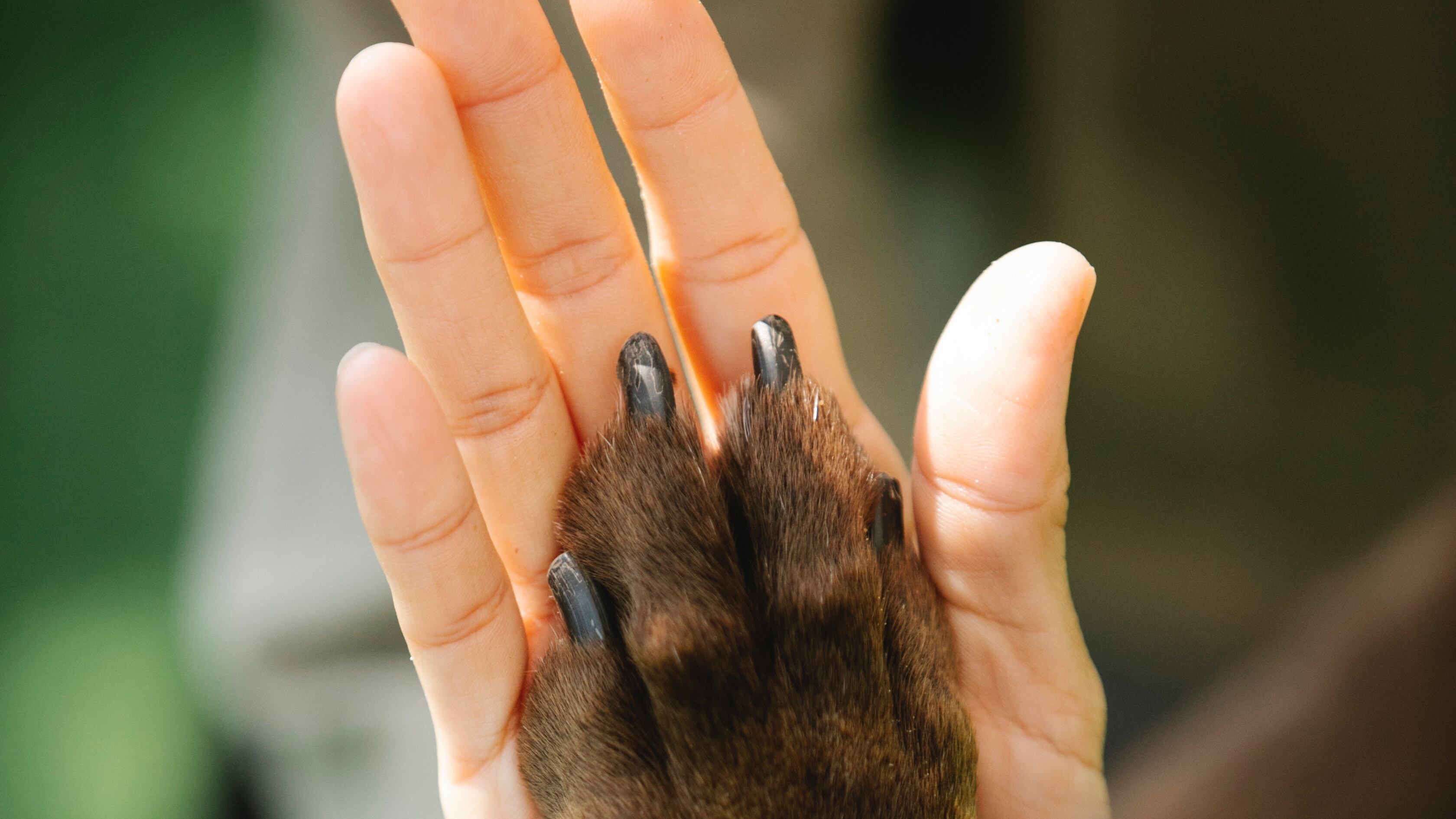 Cão cumprimentando dono