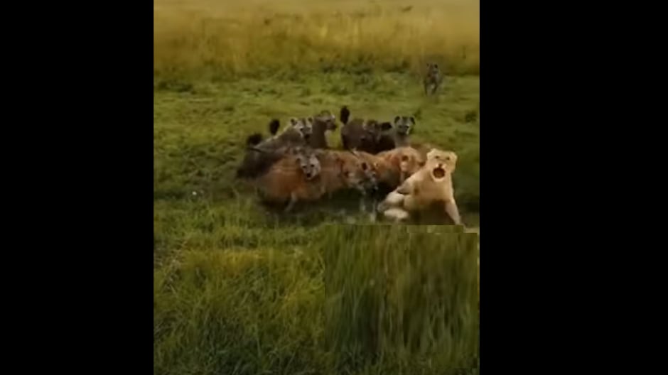 Em vídeo impactante, grupo de hienas se une para atacar leoa, mas registro tem desfecho inusitado; assista