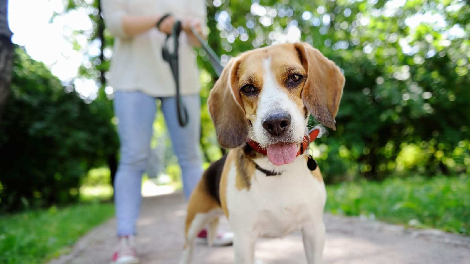 Las mascotas se han convertido en parte de la famiiia