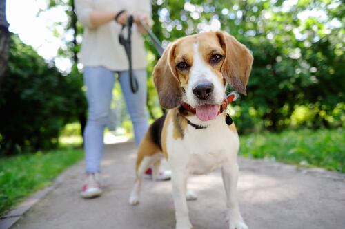 Quer um animal de estimação? Confira estas dicas financeiras para dar amor a seu pet