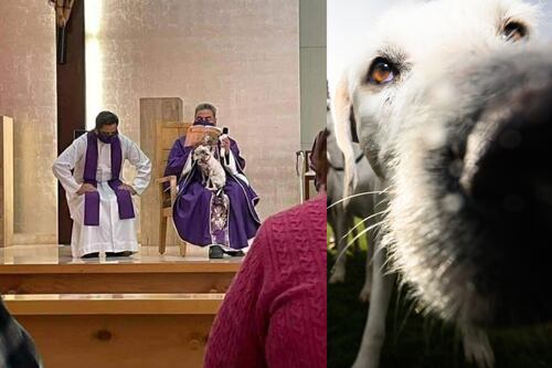 “Ela chora se a deixo sozinha”: padre comoveu a todos ao celebrar a missa ao lado de sua cachorrinha