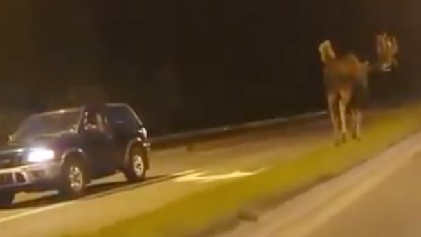 Vídeo registra alce gigante 'andando tranquilamente' em rodovia; momento impressiona motoristas