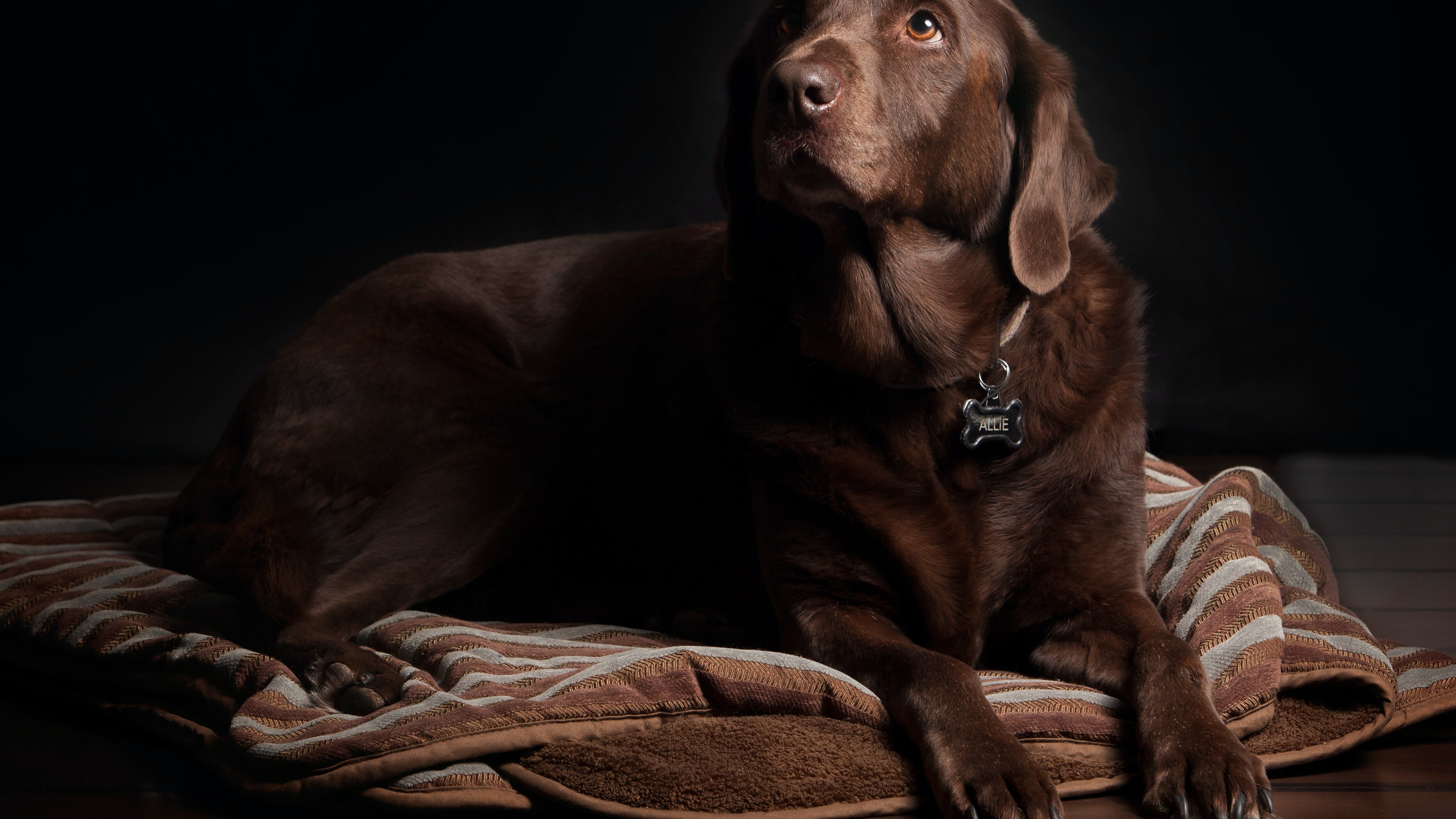 Nunca teve cachorro? Veja a raça ideal para você