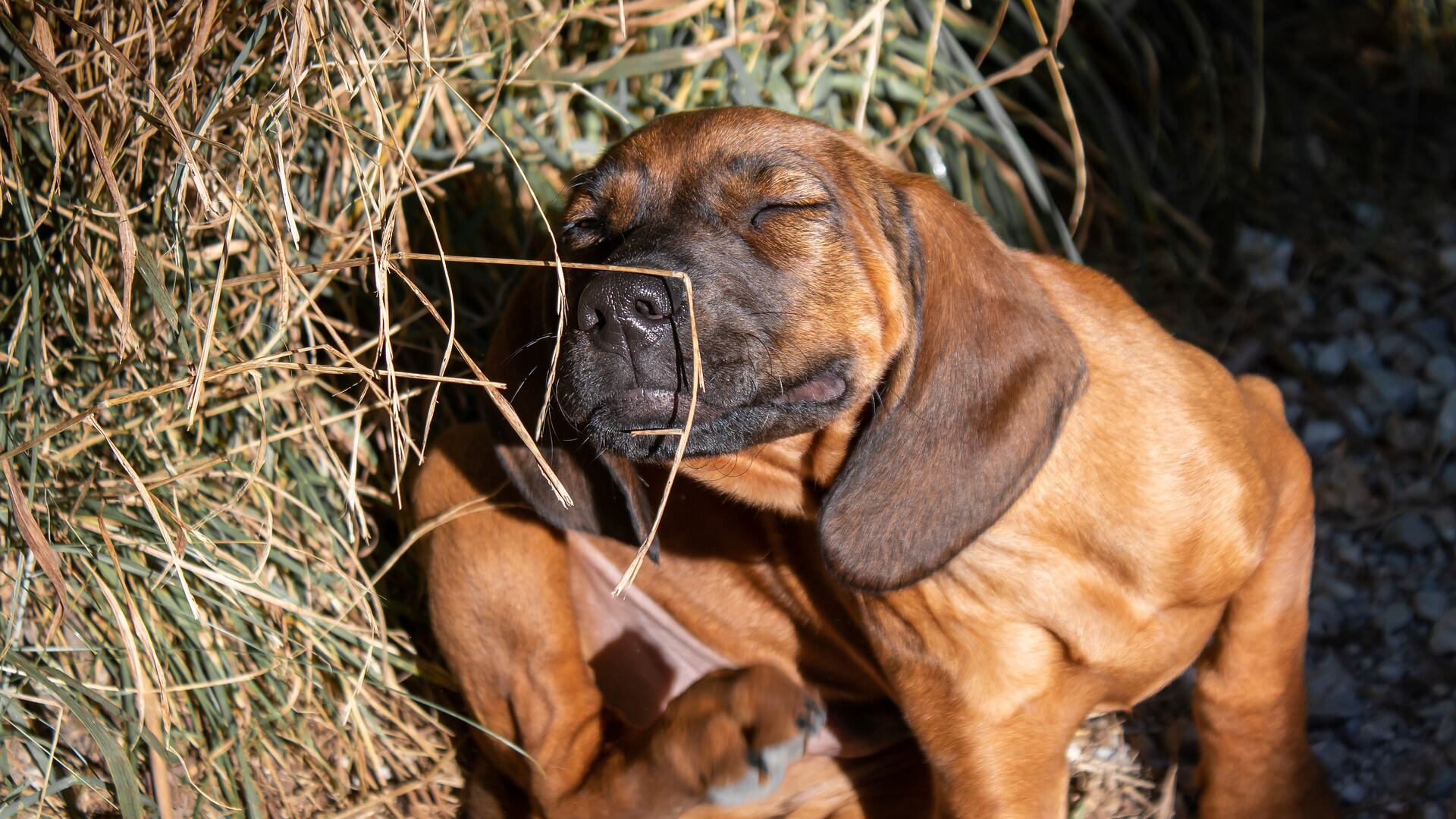 Não é só pulga: veja 5 motivos que fazem o seu cachorro se coçar