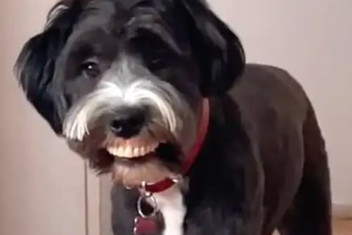 Cachorro assusta tutora ao surgir com sorriso bizarro dentro de casa; assista