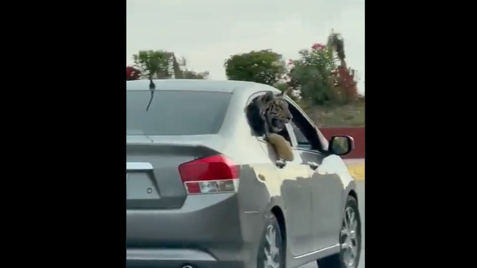 ‘Acho que vi um gatinho’: Em vídeo viral, carro circula com tigre pendurado em janela; assista