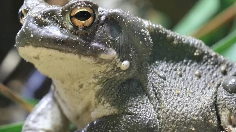 Ela tem sido usada em cerimônias espirituais
