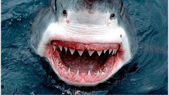 Ataques de tubarão-branco costumam ser fatal