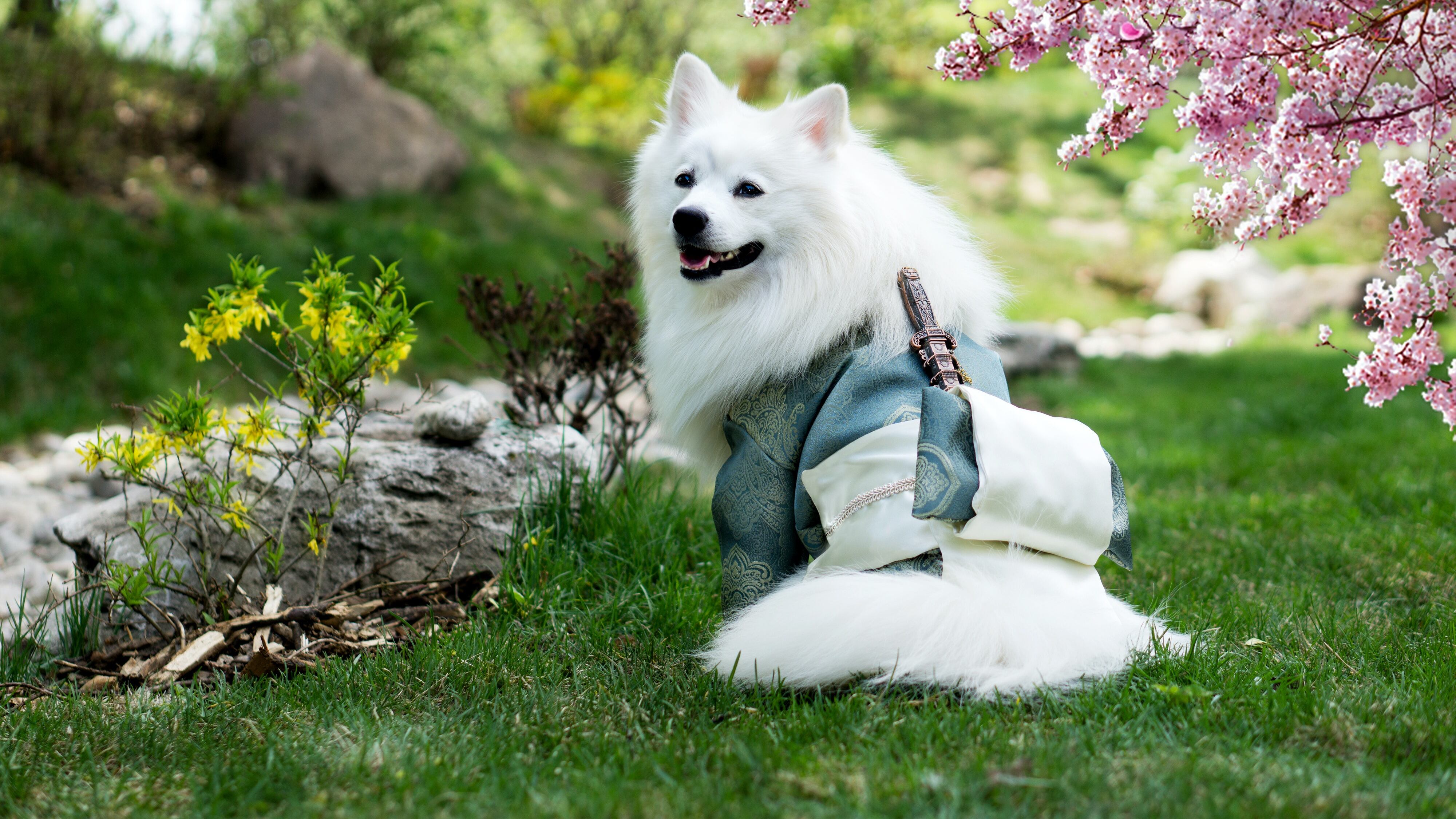 Cão da raça Samoieda