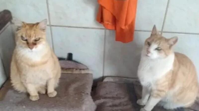 Gata Esmeralda, que está para completar 29 anos, pode ser a mais velha do mundo