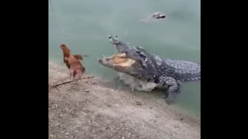 Vídeo surpreendente mostra como galo escapa de ataque de crocodilo; assista