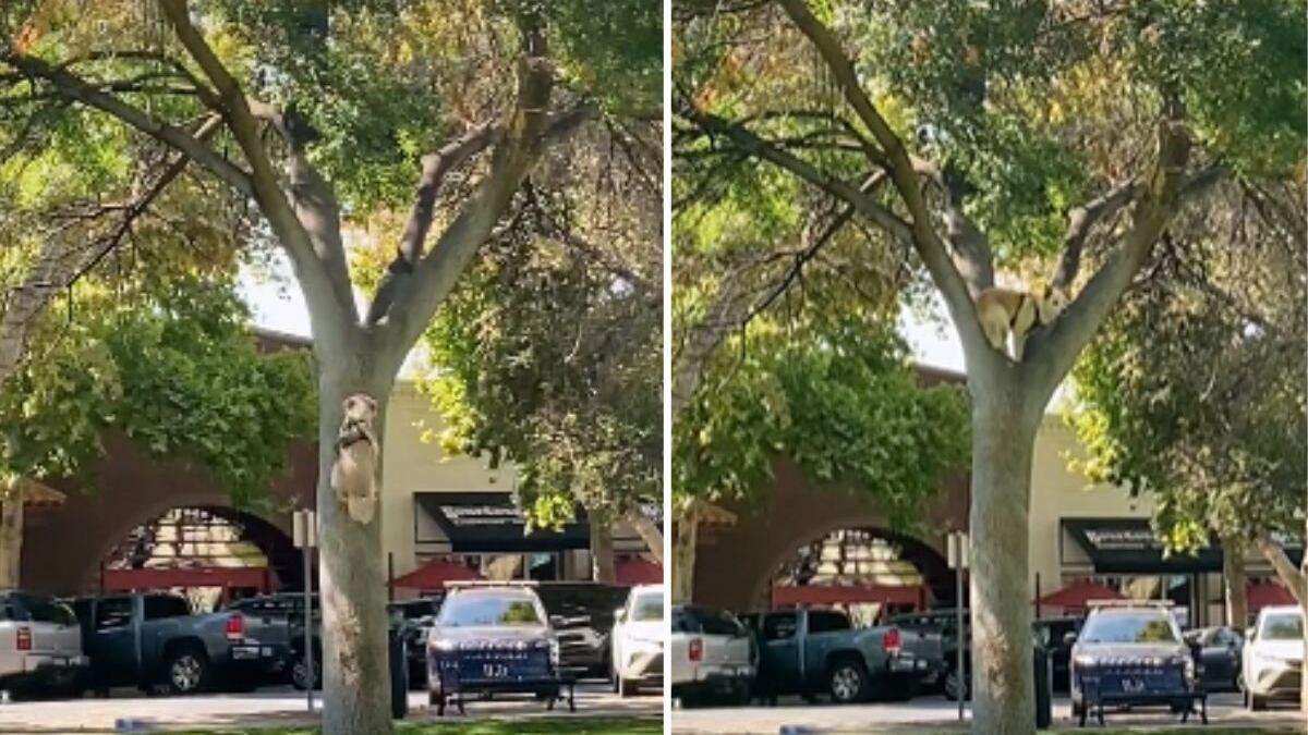 Cachorro escala árvore e viraliza