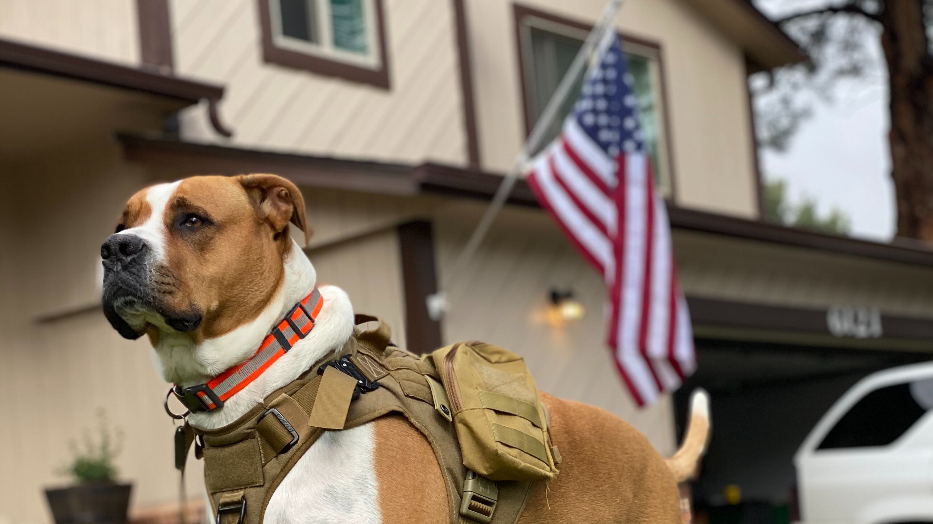 Cão militar com bandeira dos Estados Unidos de fundo