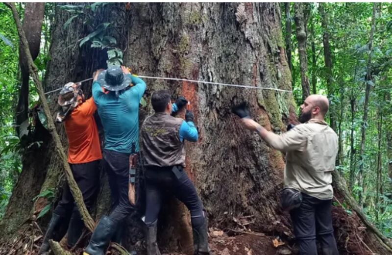 Pesquisadores medindo a circunferência da árvore, que é de quase 10 metros