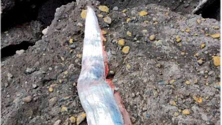 Peixe-remo encontrado no Chile