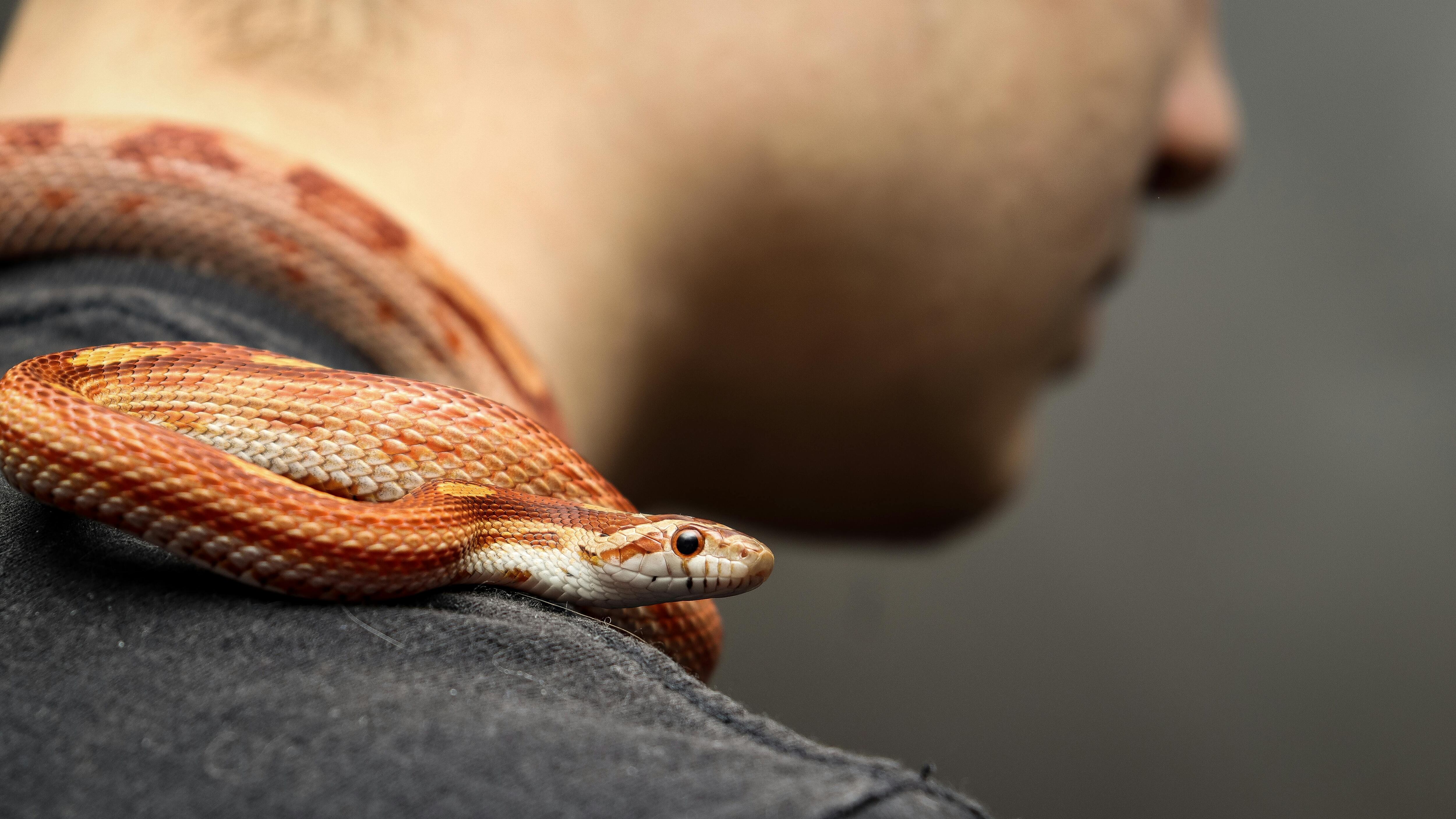 Cobra no pescoço de homem