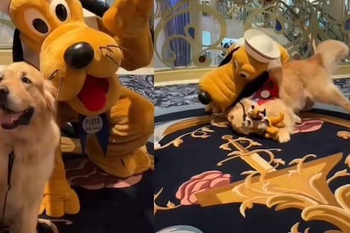 Golden encanta ao conhecer seu ídolo Pluto na Disney; vídeo