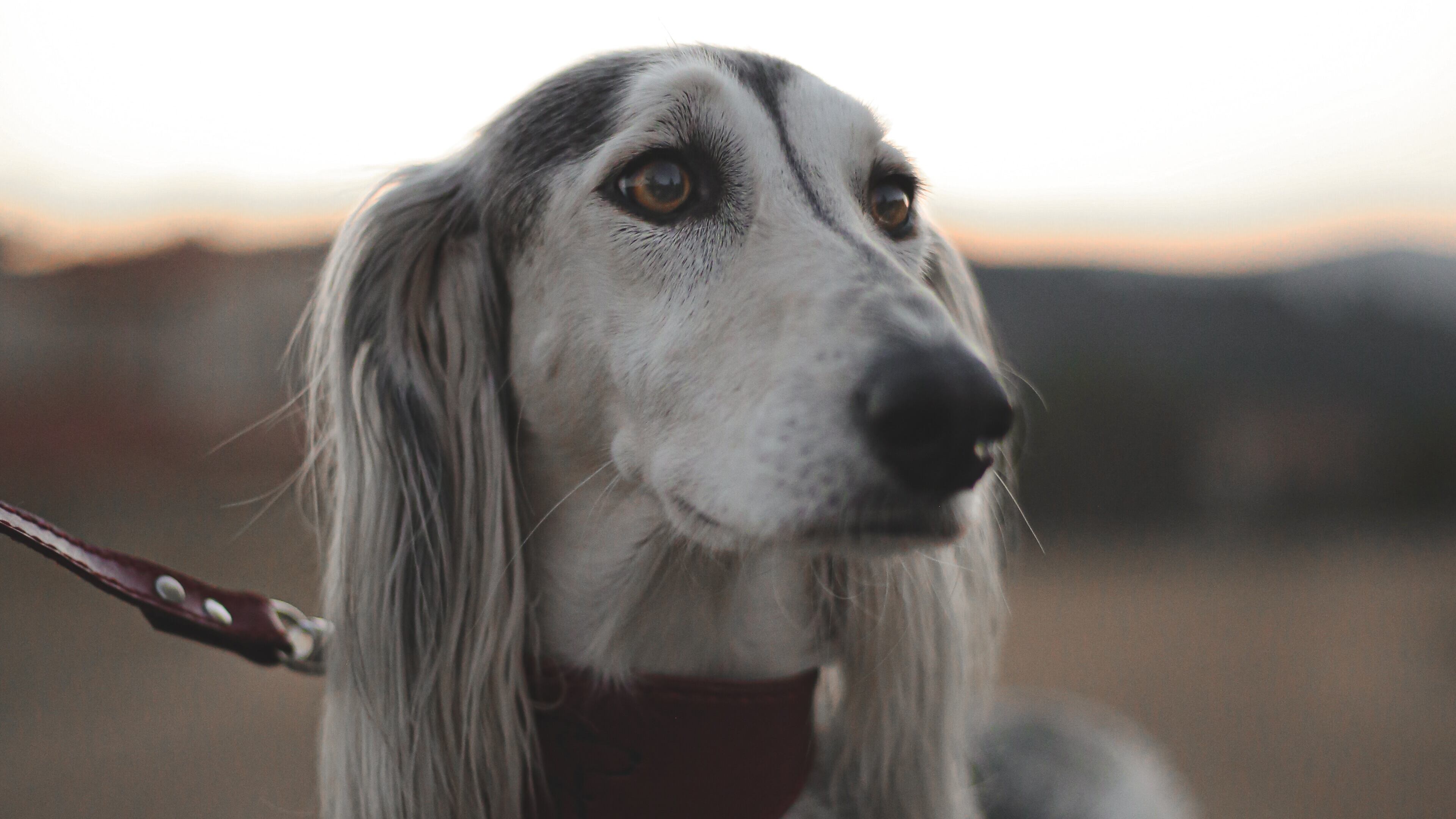 Cão da raça Saluki