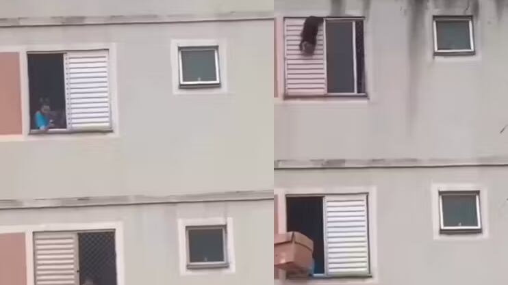 Cachorrinho cai do 5º andar de prédio, mas é salvo por vizinha com caixa de papelão