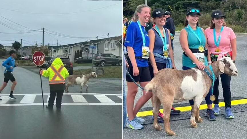 Foto: Reprodução/Facebook(Town of Conception Bay South)