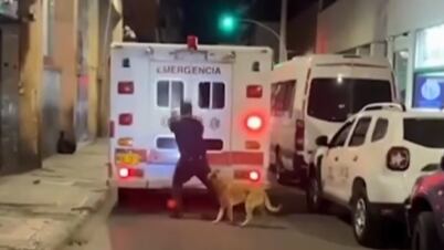Cachorro persegue ambulância
