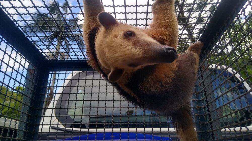 Tamanduá é resgatado após invadir quintal de residência em Caraguatatuba