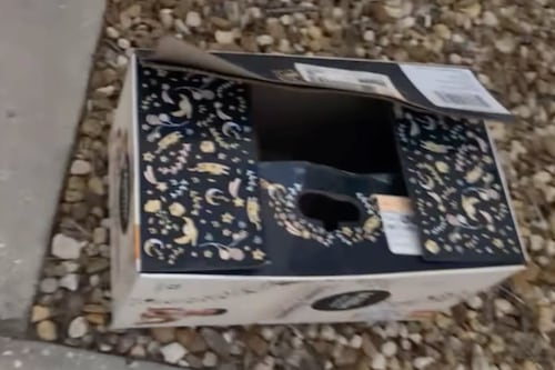 Resgate Inesperado: Mulher se espanta ao encontrar caixa de papelão do lado de fora de clínica