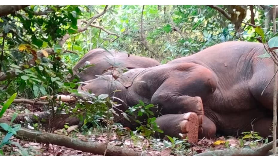 Elefante bêbado na Índia