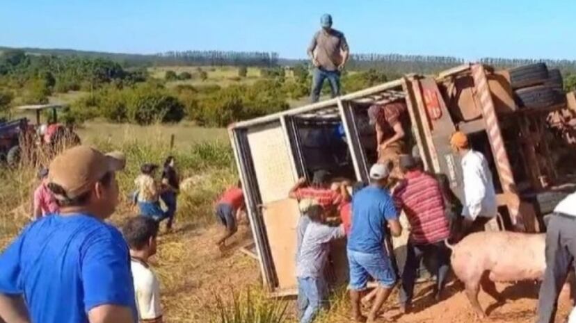 Vídeo: caminhão tomba e porcos são saqueados em MT