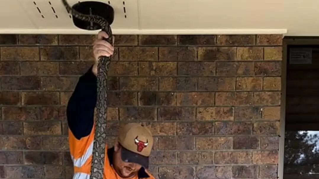 Snake Catchers Brisbane & Gold Coast