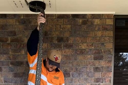 Homem descobre cobra morando no teto enquanto usava o banheiro e imagens se tornam virais