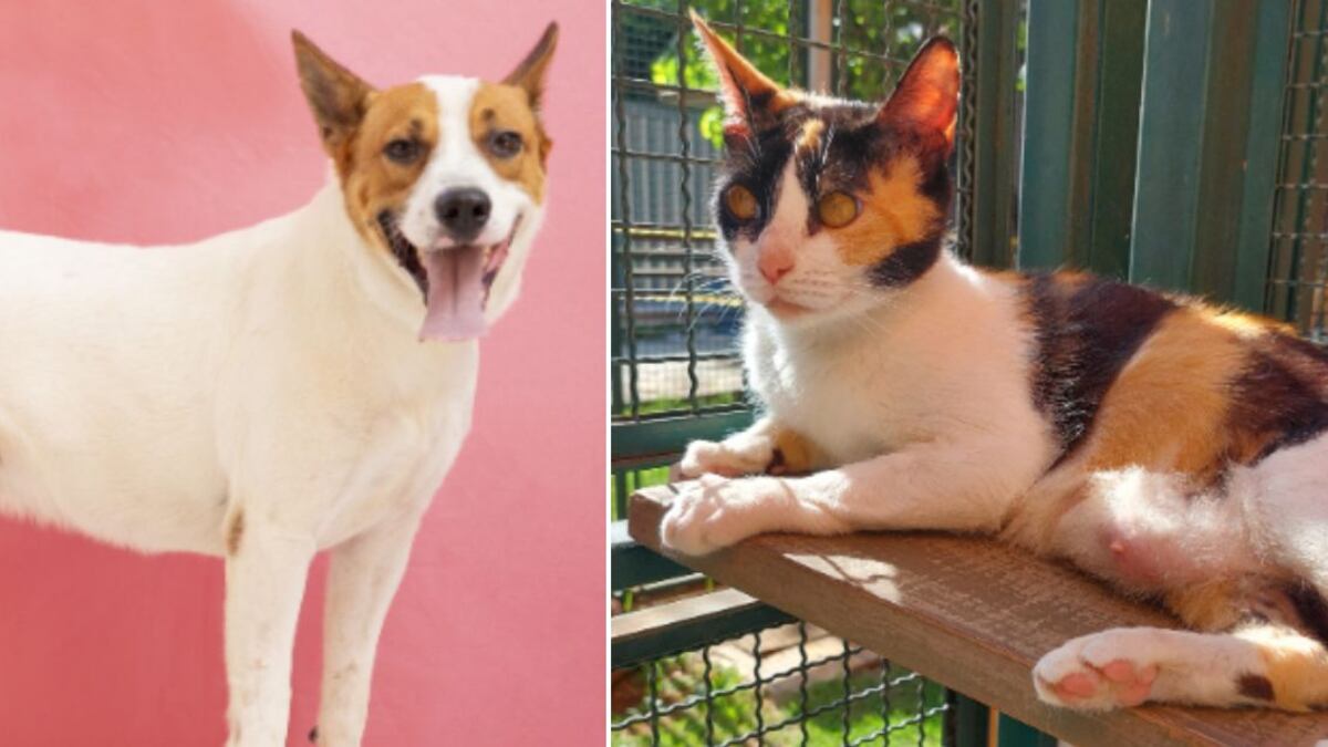 Relação dos animais disponíveis pode ser conferida na internet