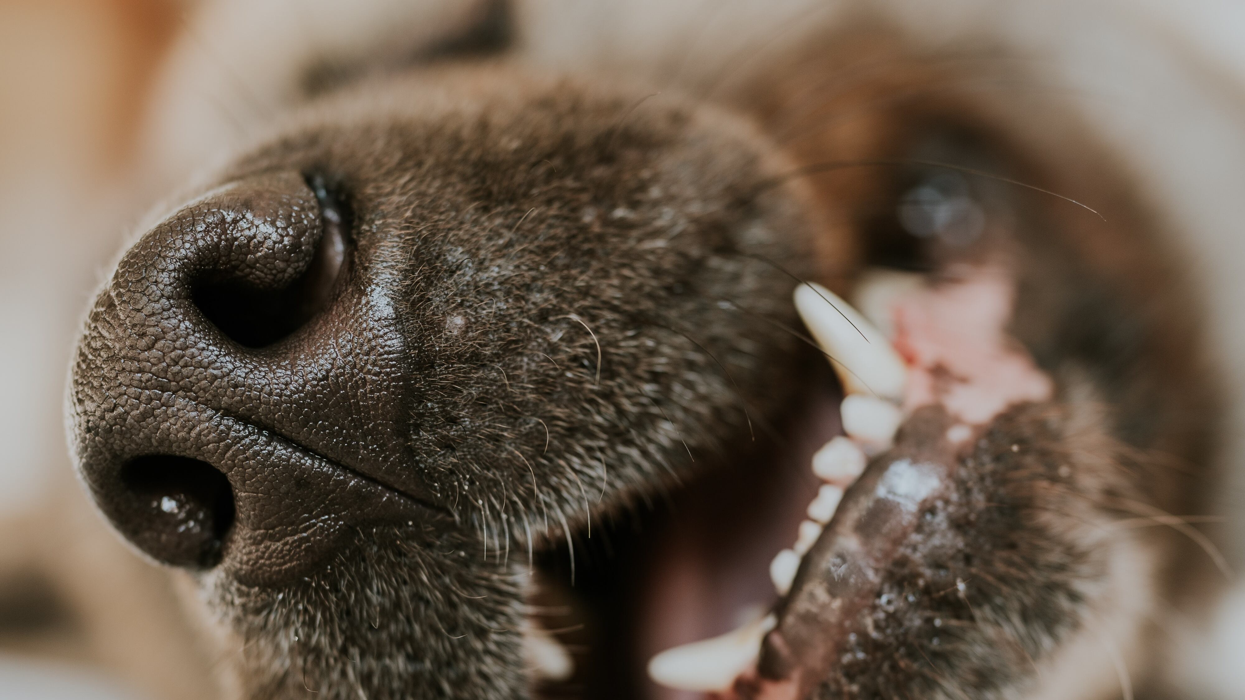 Cão dormindo com boca aberta e língua para fora