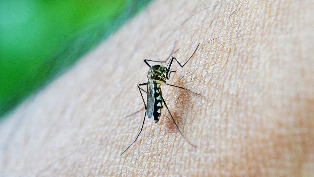 São Paulo terá força-tarefa de combate ao Aedes aegypti