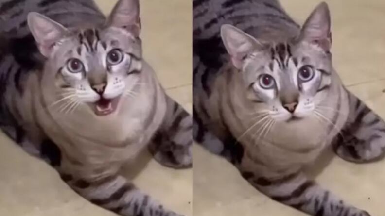 Foto: Reprodução/ TikTok