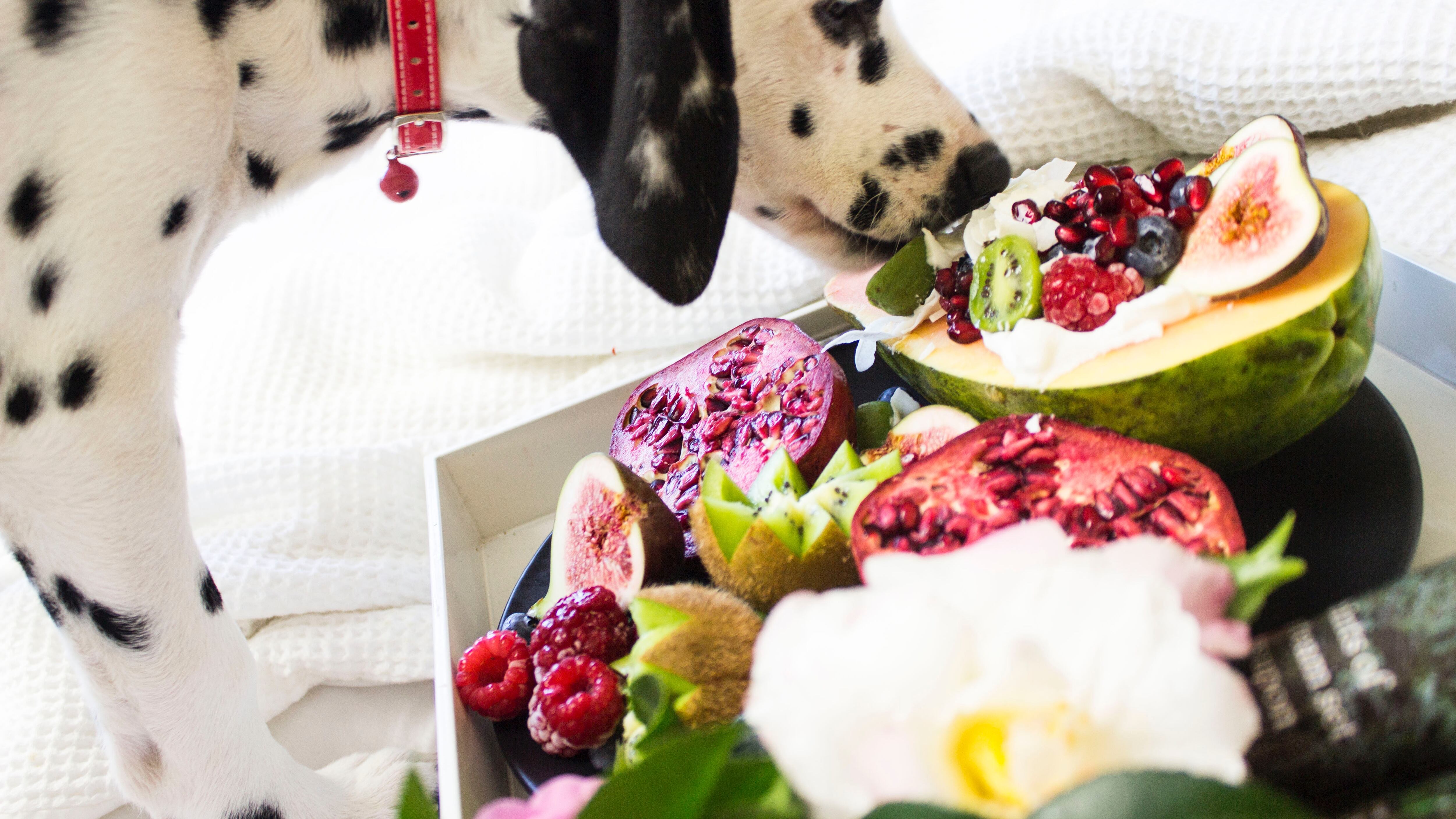 Cachorro comendo fruta