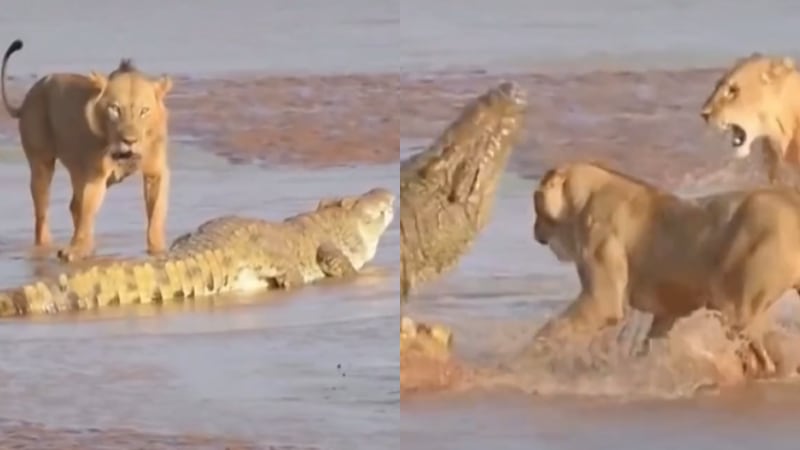 Vídeo mostra embate brutal entre crocodilo e grupo de leões