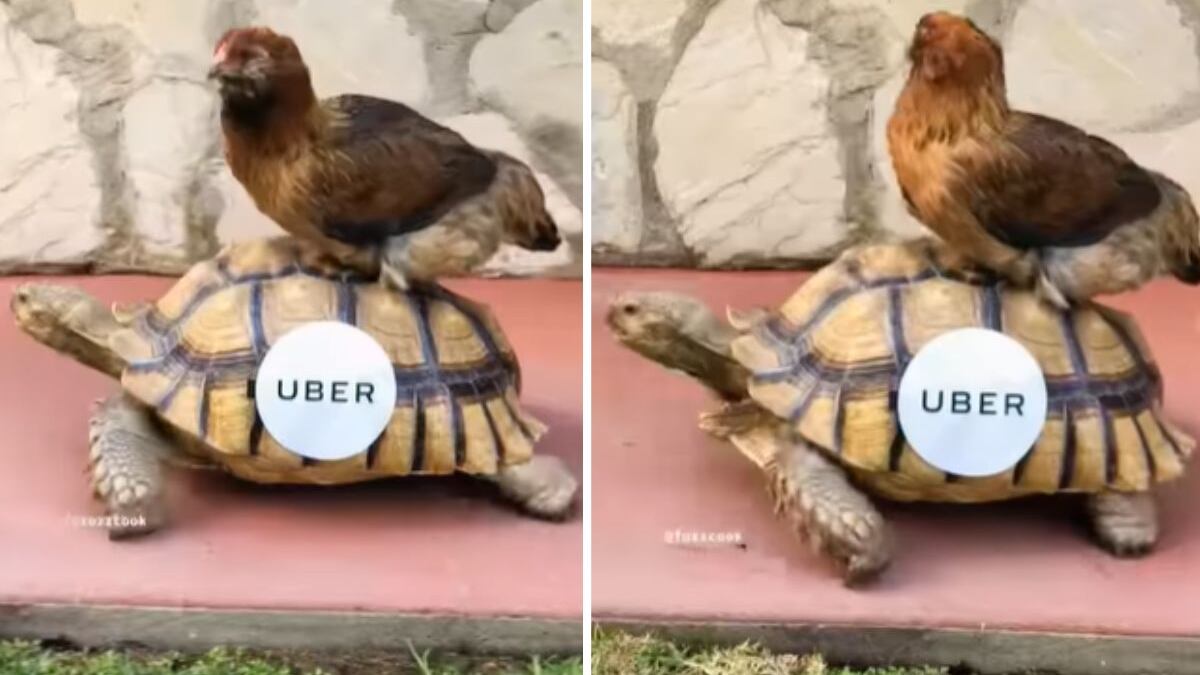 Galinha pega 'Uber jabuti' e viraliza