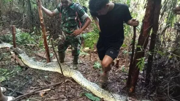Mulher desaparece é encontrada por marido dentro de cobra píton de 9 metros na Indonésia